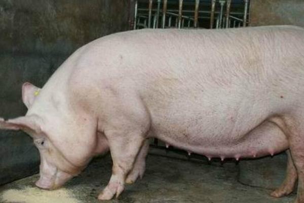 母猪清宫后多久能配种，需经过20天左右的休养