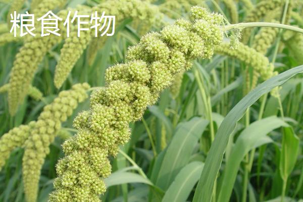 粮食作物与经济作物有什么区别，粮食作物是人类主要食物来源、经济作物具有经济用途