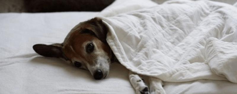 狗狗感冒怎么办