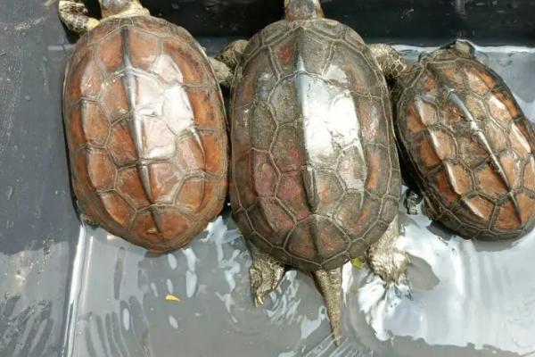 草龟跟巴西龟可以一起养吗，性格、食物不同不适合一起养
