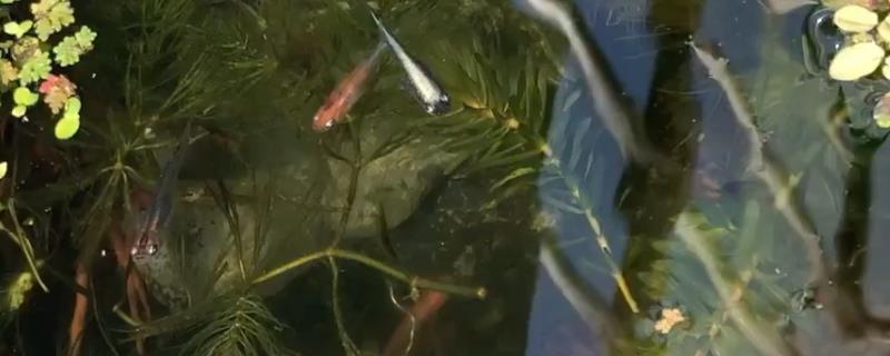 青鳉鱼吃不吃蚊子幼虫
