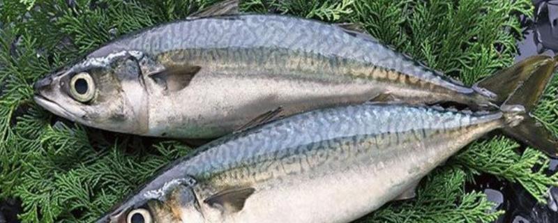 鲭鱼是海鱼还是河鱼