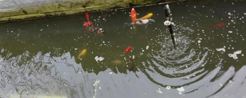 养鱼池水浑浊怎么处理