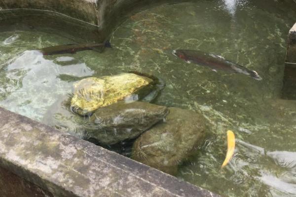 养鱼池水浑浊怎么处理，要先改善水质