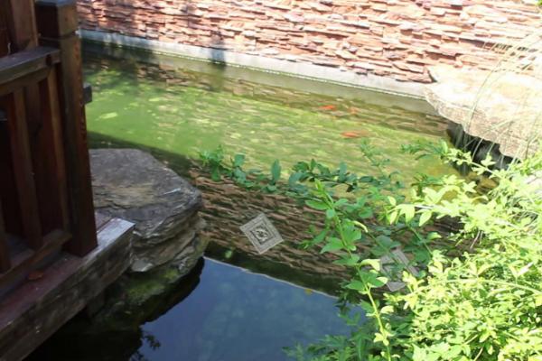养鱼池水浑浊怎么处理，要先改善水质