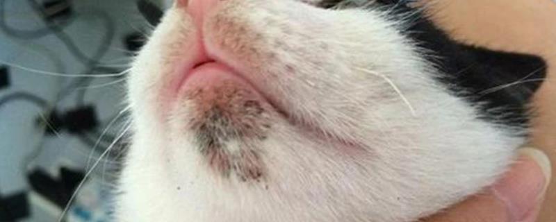 猫咪下巴黑的原因