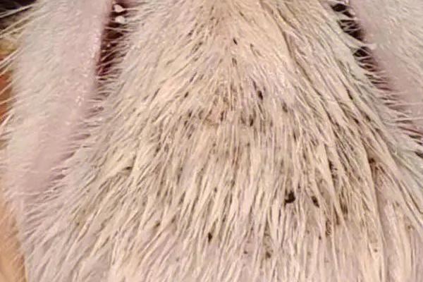 猫咪下巴黑的原因，可能是内分泌失调、毛囊堵塞等因素所导致