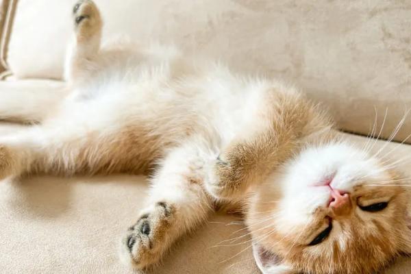 猫咪下巴黑的原因，可能是内分泌失调、毛囊堵塞等因素所导致
