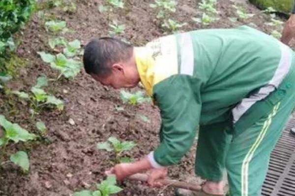 向日葵对肥料的需求规律，苗期需肥少、蕾期需肥多