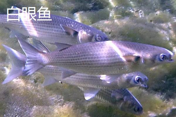 梭鱼和白眼鱼的区别，梭鱼属于鲈形目、白眼鱼属于鲻形目