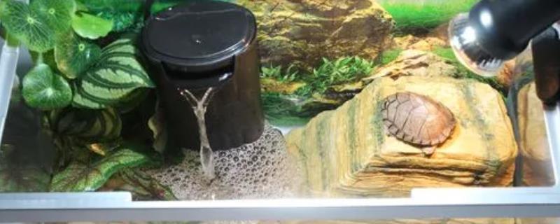 乌龟一直拉屎是怎么了