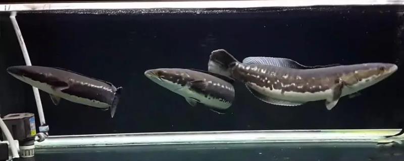 大铅笔鱼多少度会死