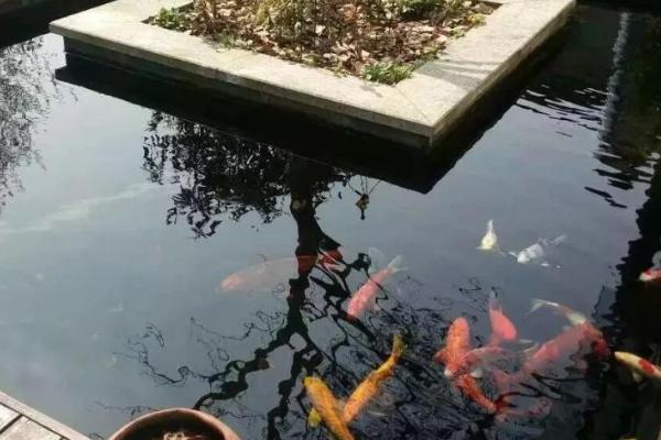 锦鲤池的放盐量，每一千斤水可添加三斤粗盐
