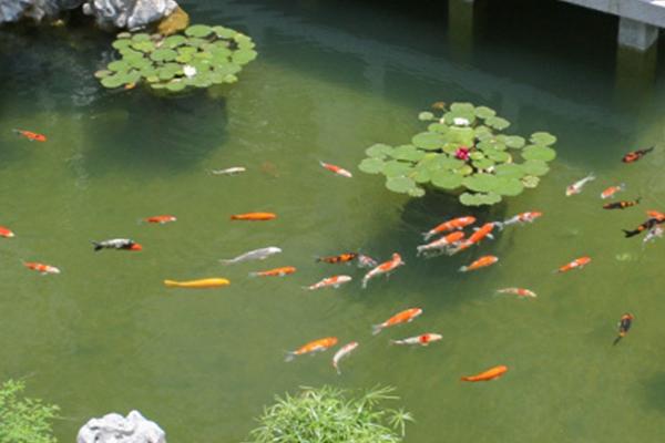 锦鲤池的放盐量，每一千斤水可添加三斤粗盐