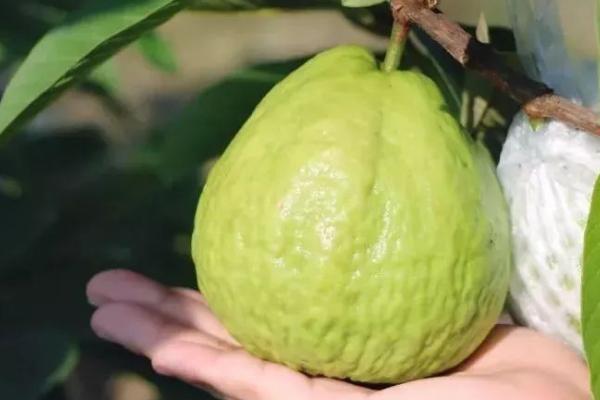 怎么采摘番石榴，人工采收为好