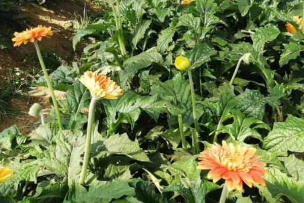 非洲菊的管理方法，花期每隔半个月要浇1次水