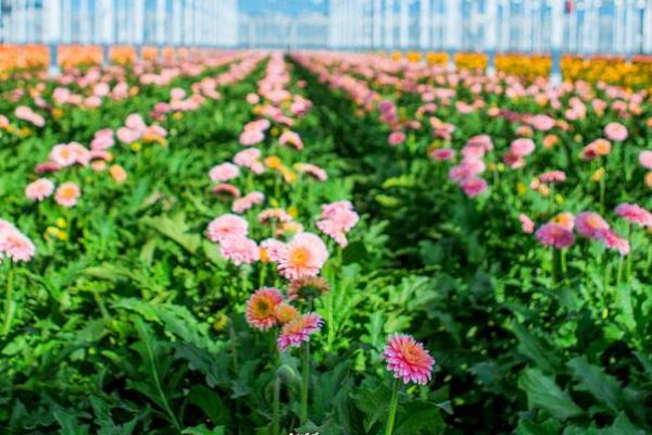 非洲菊的管理方法，花期每隔半个月要浇1次水