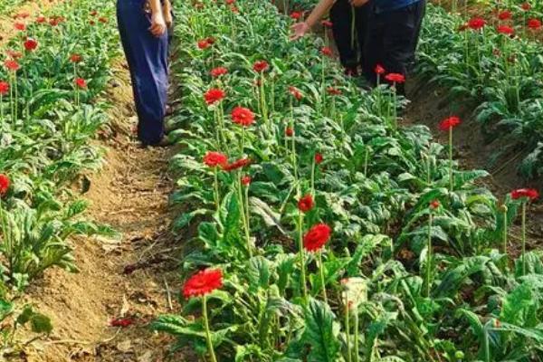 非洲菊的管理方法，花期每隔半个月要浇1次水