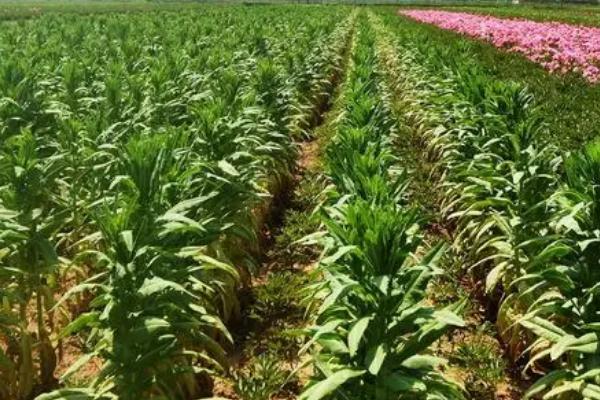 夏熟作物春季化除意见，气温稳定超过5℃时要趁早用药