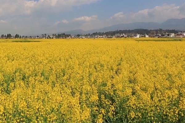 夏熟作物春季化除意见，气温稳定超过5℃时要趁早用药