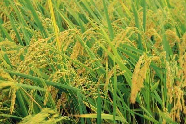 夏熟作物春季化除意见，气温稳定超过5℃时要趁早用药