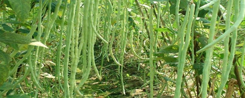 6月份能不能种植豆角