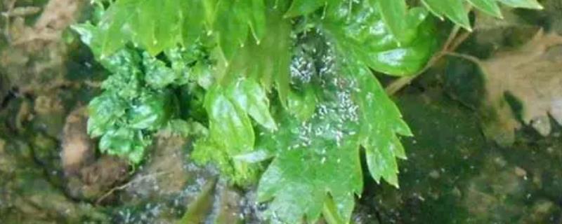 芹菜白粉虱的危害特点