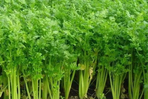 芹菜白粉虱的危害特点，受害叶片会褪绿变黄、萎蔫枯死
