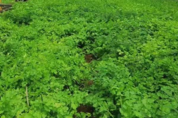 芹菜白粉虱的危害特点，受害叶片会褪绿变黄、萎蔫枯死
