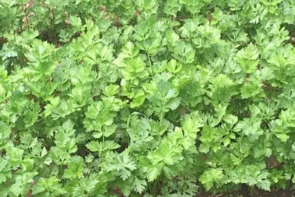 芹菜白粉虱的危害特点，受害叶片会褪绿变黄、萎蔫枯死