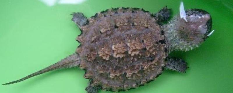 鳄龟如何区分公母