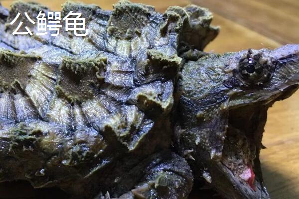 鳄龟如何区分公母，看嘴巴、尾巴和泄殖孔可以分辨