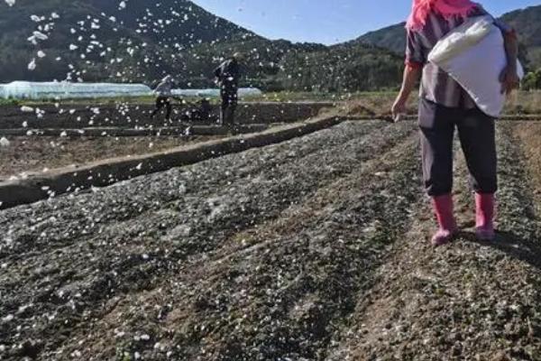 春耕时怎么使用复混肥，亩施100公斤即可达到高产要求
