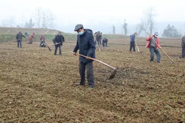 春耕时怎么使用复混肥，亩施100公斤即可达到高产要求