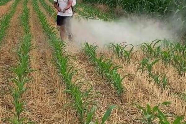 玉米出现药害如何处理，可采取中耕灌水、喷施调节剂等措施