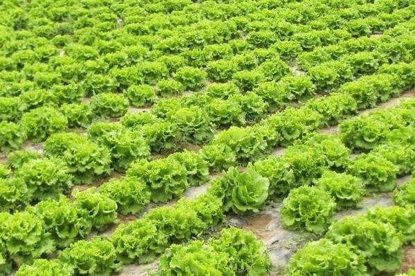 一亩生菜的产量，通常为1000-3000公斤左右