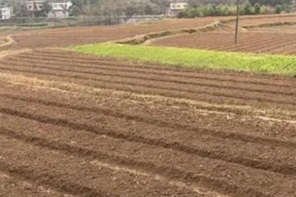 一亩生菜的产量，通常为1000-3000公斤左右