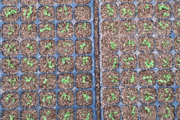 一亩生菜的产量，通常为1000-3000公斤左右