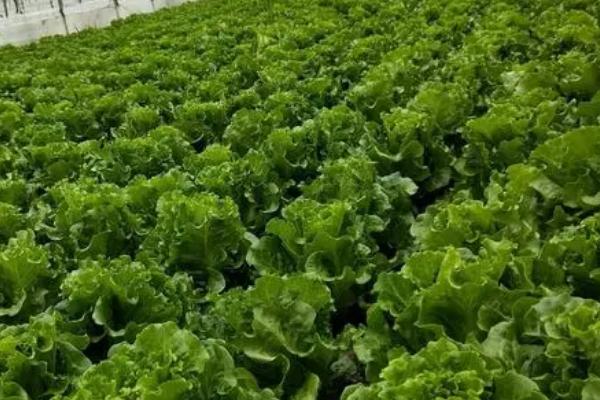 一亩生菜的产量，通常为1000-3000公斤左右