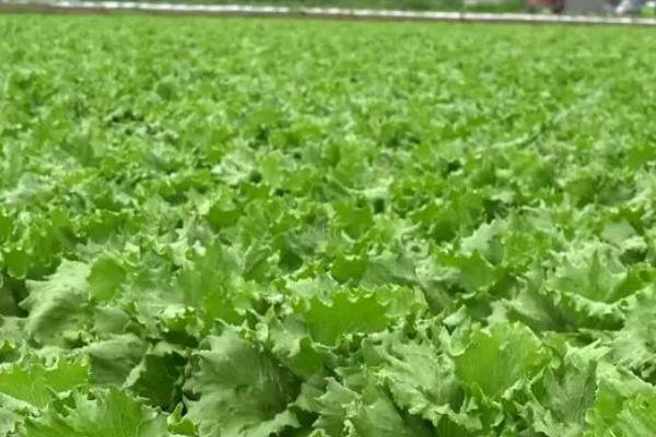 一亩生菜的产量，通常为1000-3000公斤左右