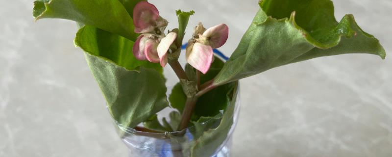 四季海棠花的水培方法