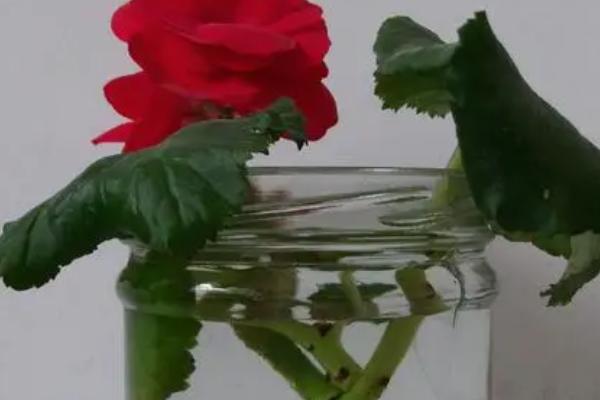 四季海棠花的水培方法，这两种可任选其一