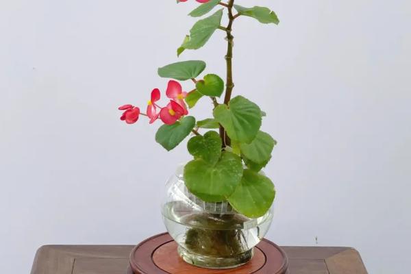 四季海棠花的水培方法，这两种可任选其一