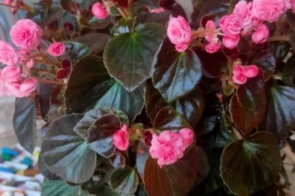 四季海棠花的水培方法，这两种可任选其一