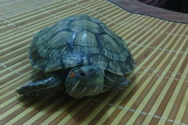 怎么治疗乌龟腐皮病，用碘伏消毒后可涂抹云南白药
