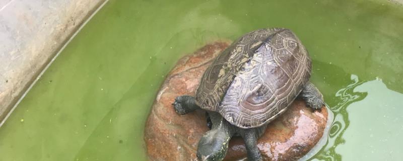 绿水养龟的好处
