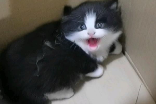 性格好的小猫如何挑选，可通过抚摸或与同类接触时的表现来选择