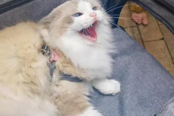 性格好的小猫如何挑选，可通过抚摸或与同类接触时的表现来选择