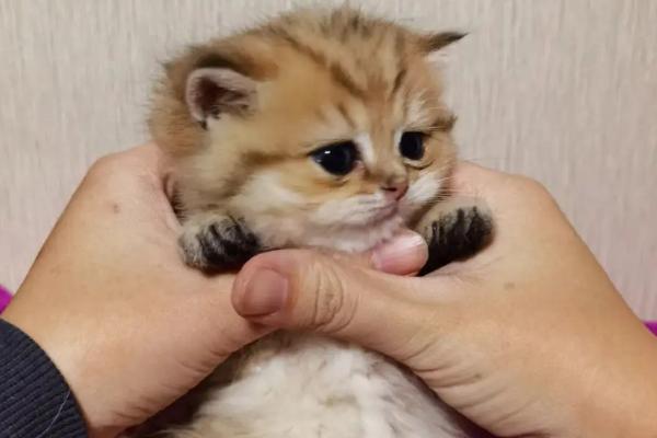 性格好的小猫如何挑选，可通过抚摸或与同类接触时的表现来选择