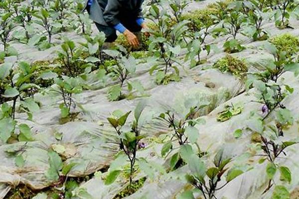 夏天怎么对茄子施肥，可每隔7天左右追施1次尿素